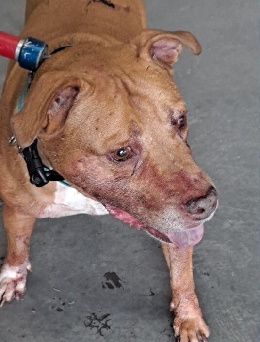 Dog held for fatal attack on elderly woman