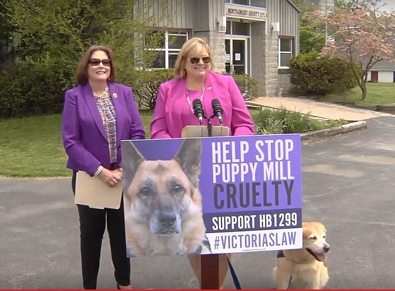 A news conference to promote Victoria's Law.