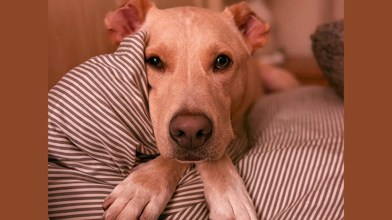 cute brown beige dog on a pillow