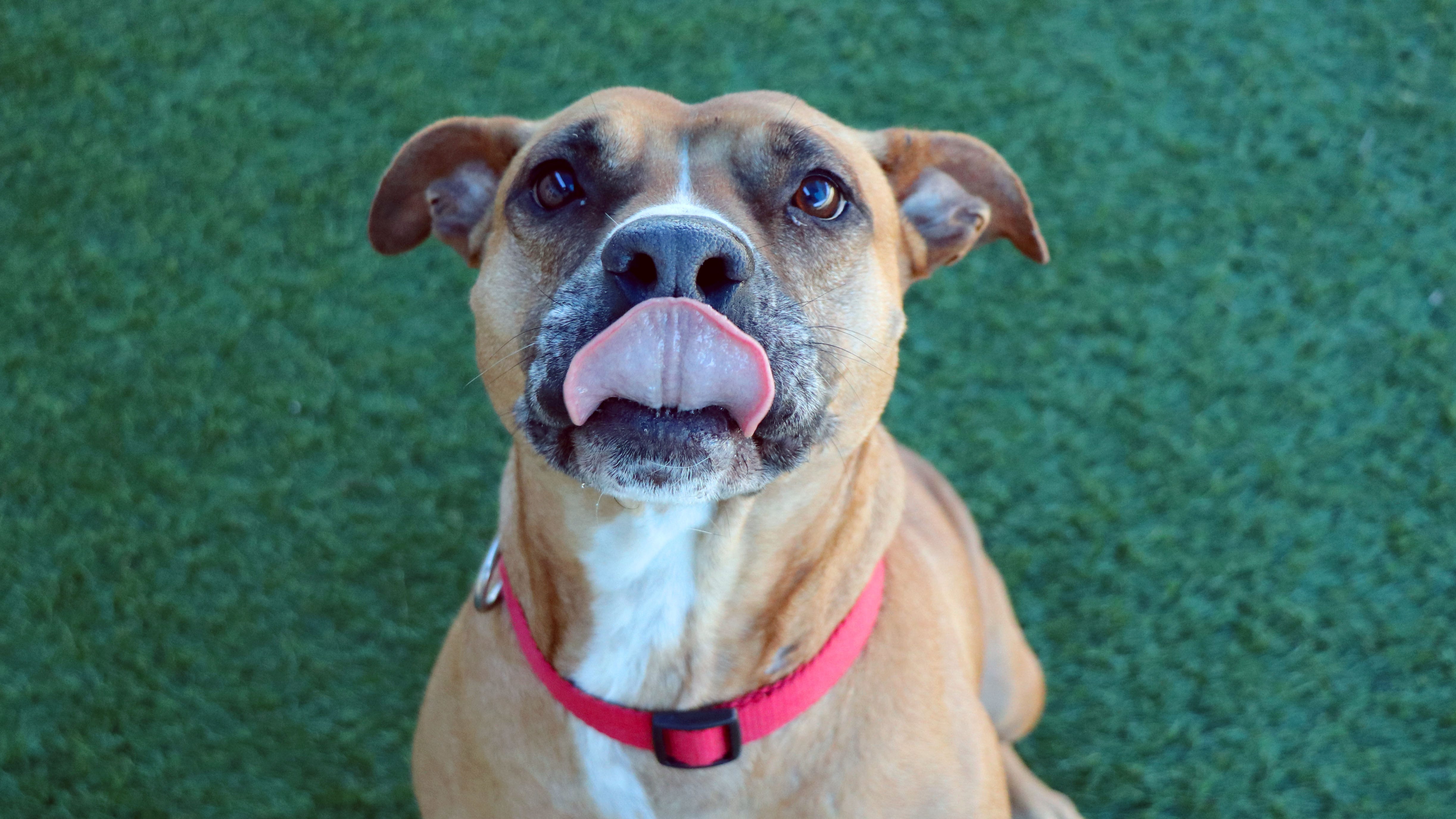 Dallas Animal Services say shelter is full, these dogs need to be fostered