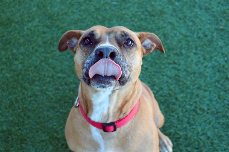 Meet Violet at the Dallas Animal Shelter