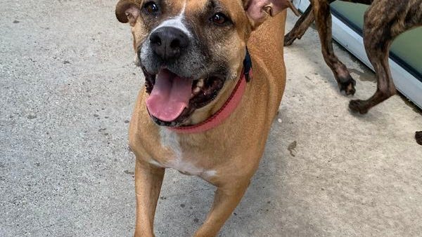 Canine Corner: Violet