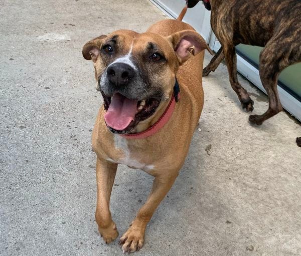 Violet #A1117193