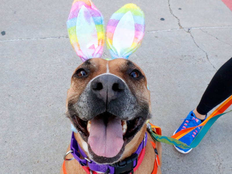 Violet #A1117193