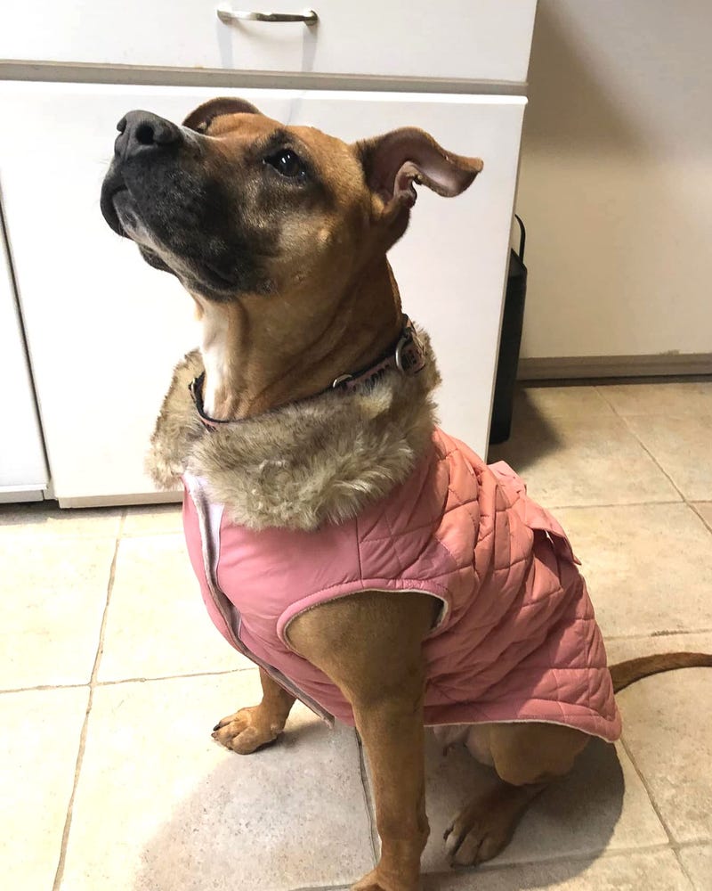 Violet #A1117193