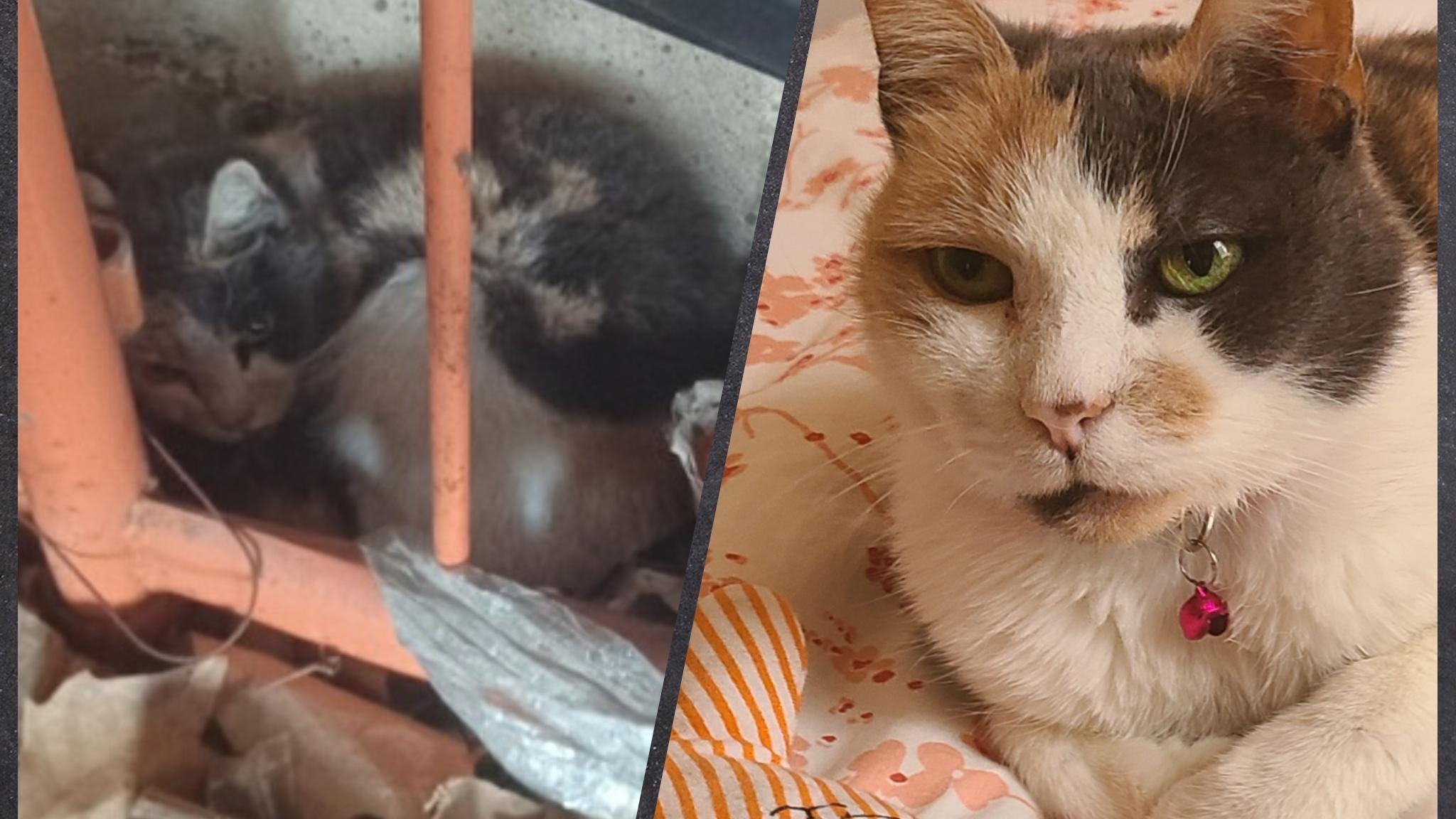Watch video: Good Samaritan, Brooklyn Animal Hospital & Long Island Rescue rally to save injured cat from under BQE