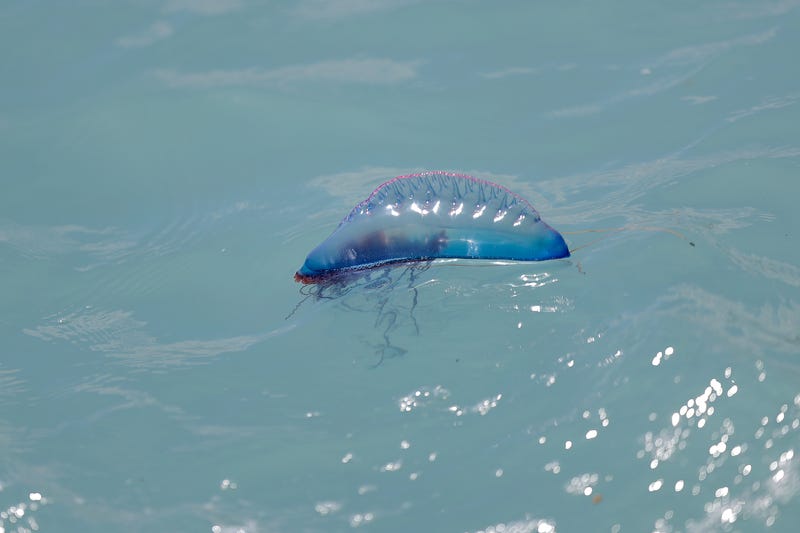 Man o' War