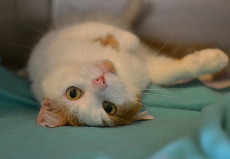 Vulk the cat