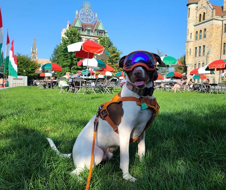 Wally in Scranton at the Italian Fest