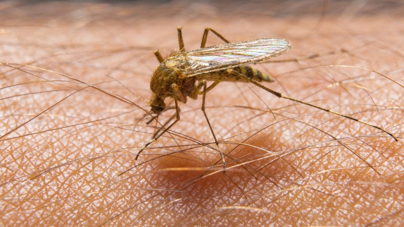 mosquito