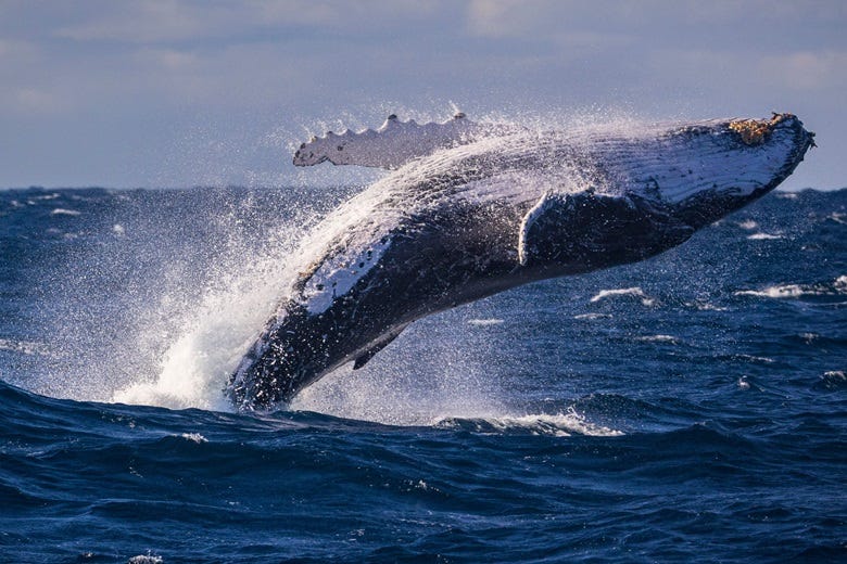 whale