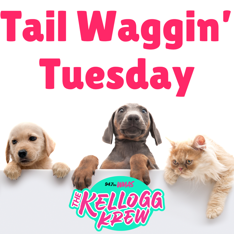 Tail Waggin Tuesday