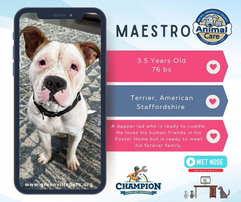 Maestro is Ready to Strike Up a Forever Friendship