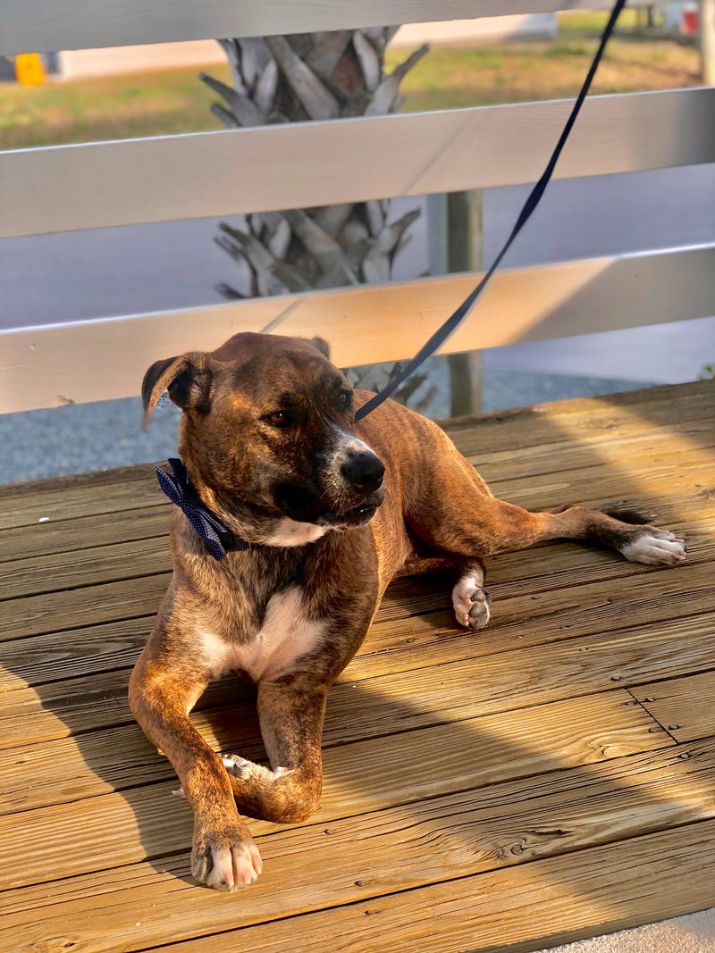 Eric and Alanna's other dog, Wade Wilson, at the reception
