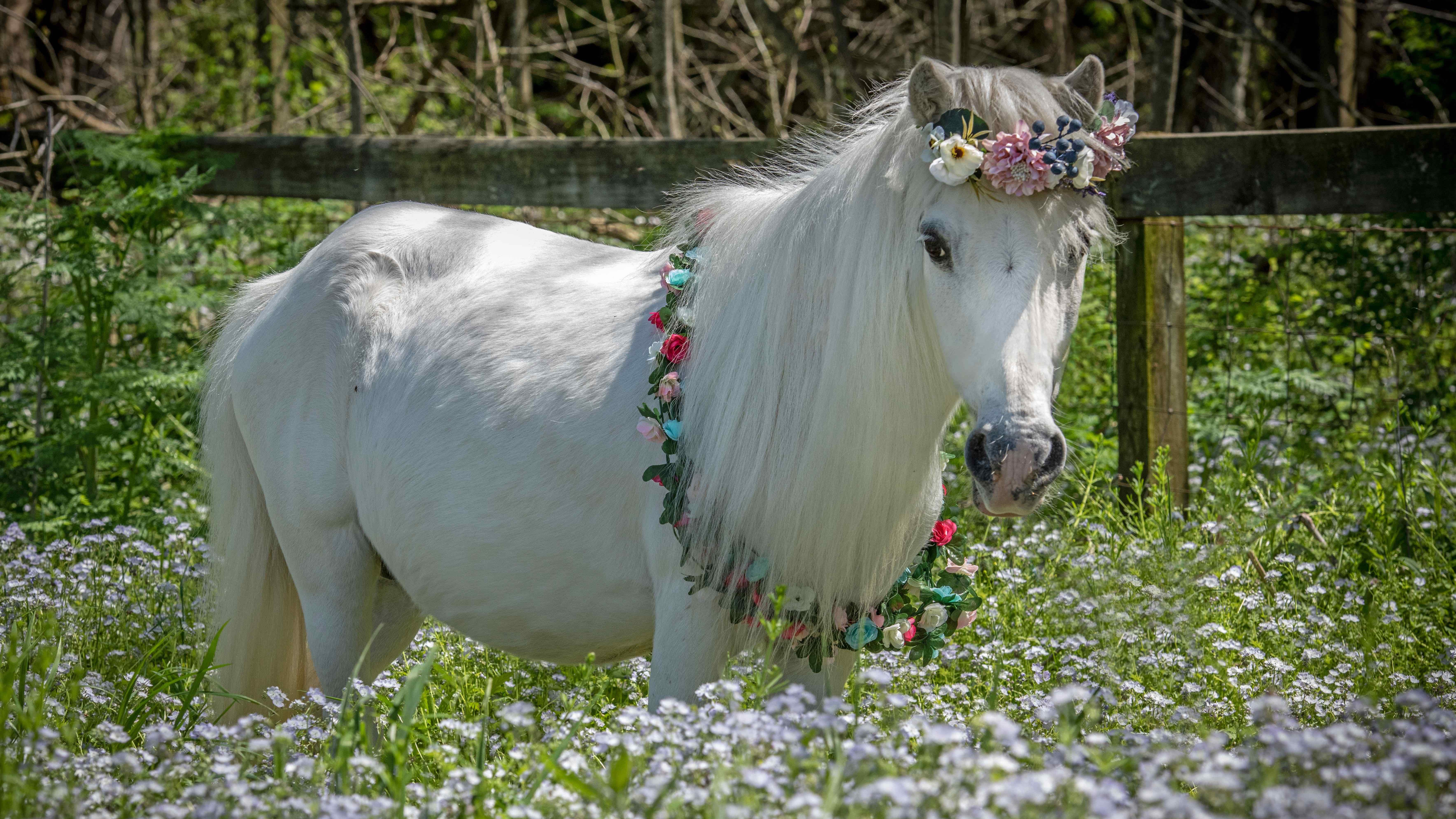 WATCH: Missouri rescue ranch launches live camera for pregnant mini horse