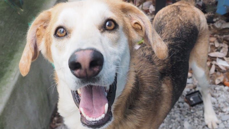 Walker the dog