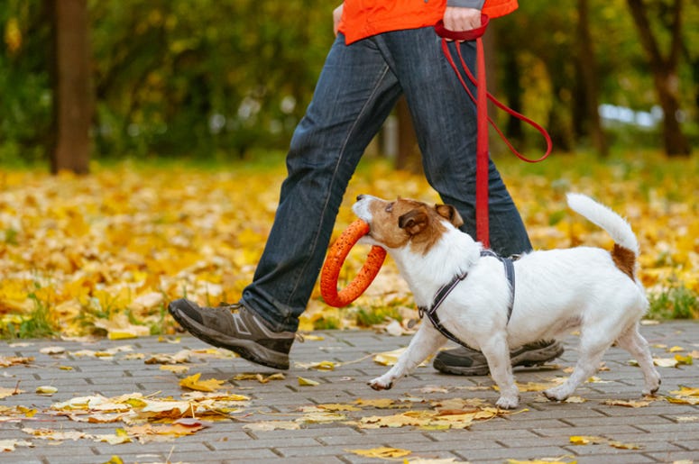 Walking_Dog