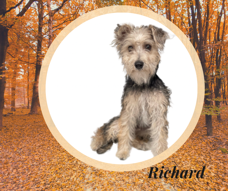 Richard, a seven month old dog up for adoption through ARE Animal Rescue in Hemet