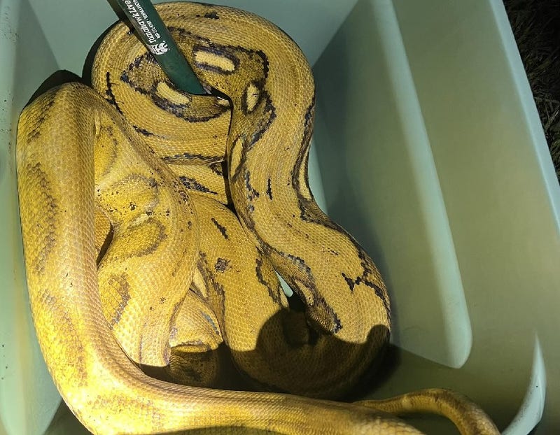 Large snake found in Waterford Township