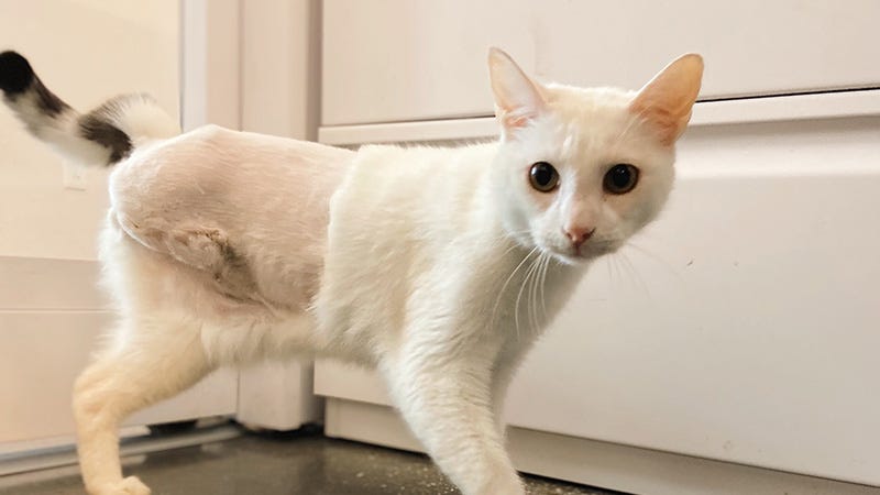 White cat with evidence of recent surgery