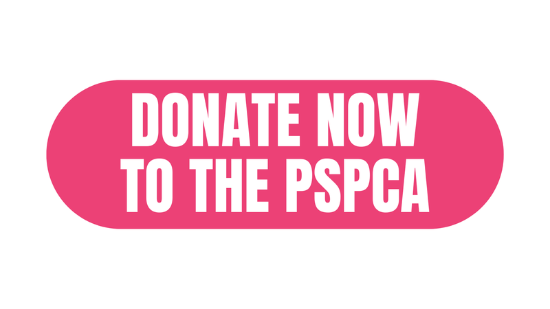 DONATE NOW