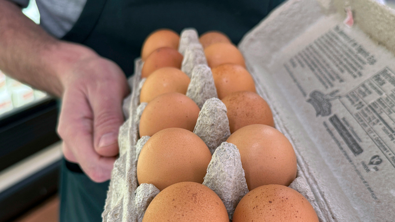 eggs