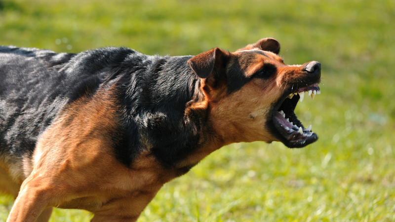 dog
