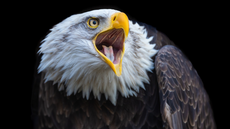 Murphy Bald Eagle