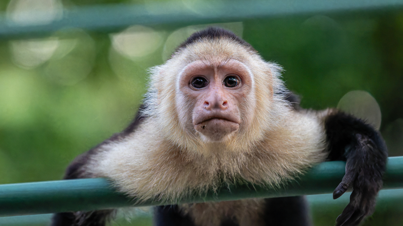 Monkey