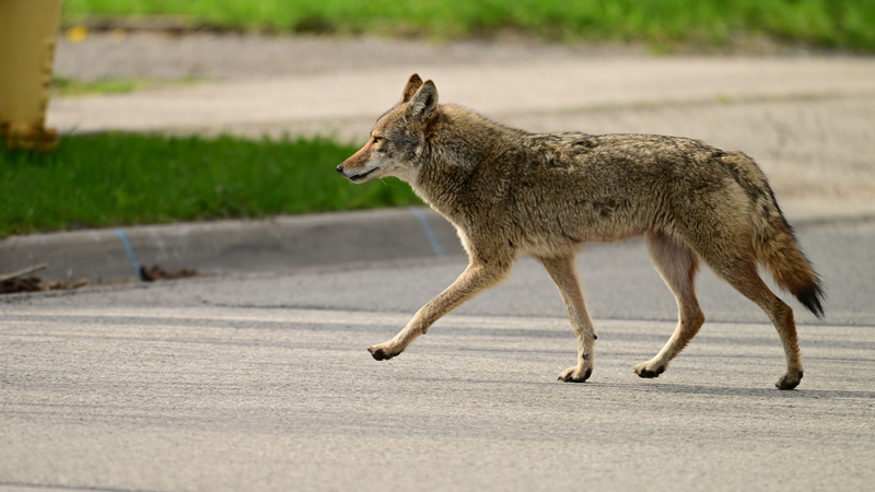 coyote kansas city prairie village