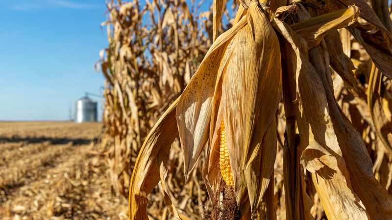 Steve McBee fraud corn soybeans