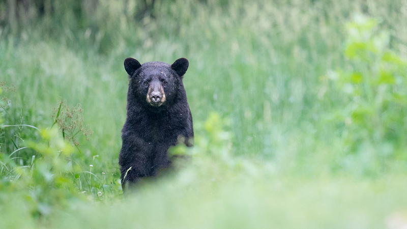bear hunting kansas city missouri