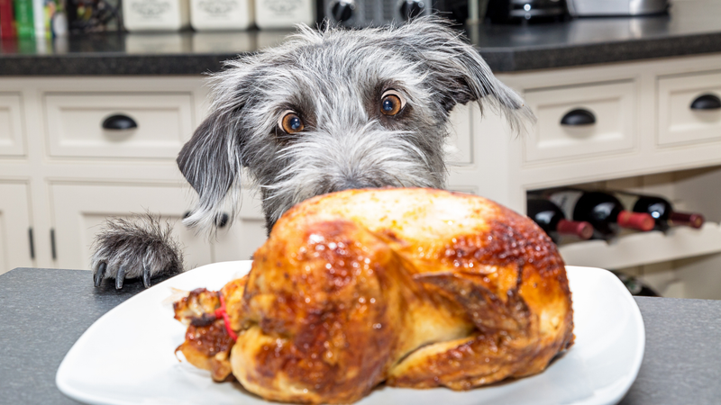 Dog with turkey