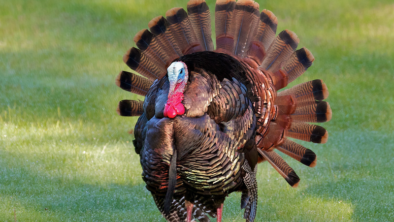 wild turkey
