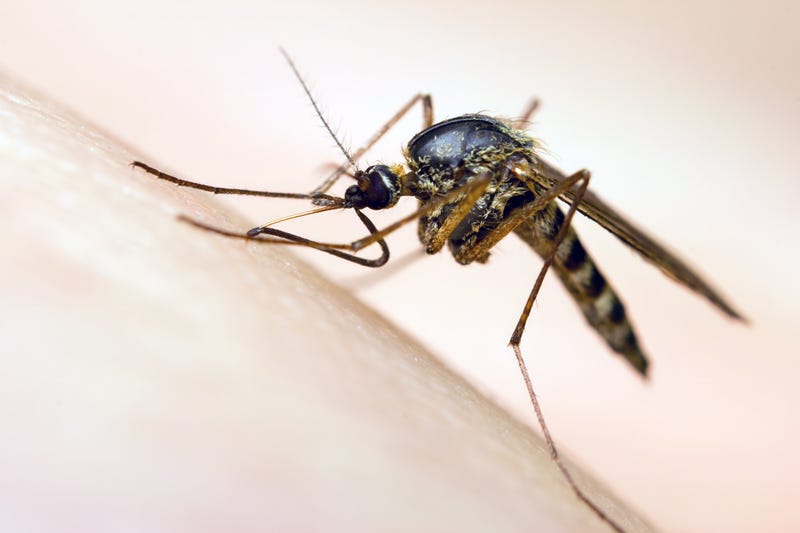 A mosquito takes a bite out of a human arm