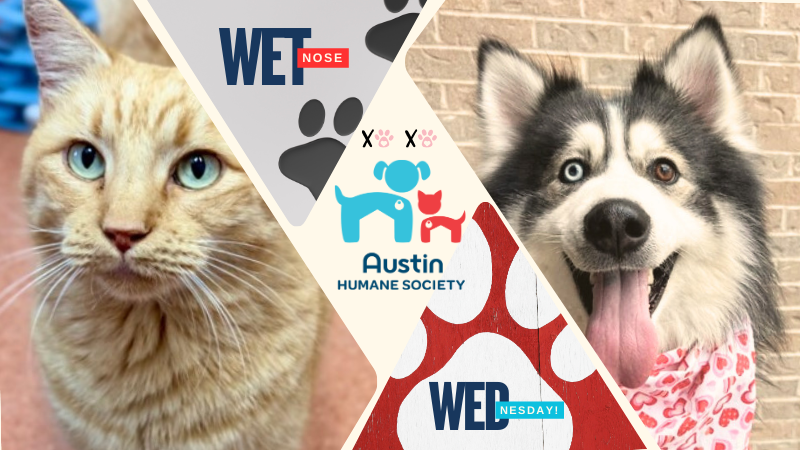 Sunny & Koda @ AHS 2/19/25 / Canva