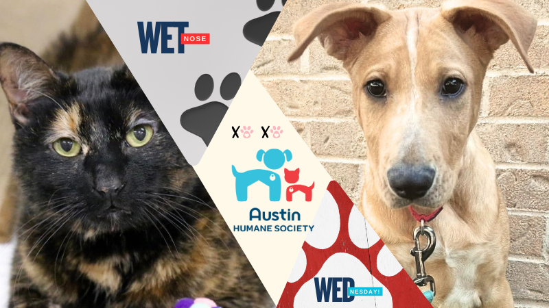 Kiki & Bailey @ Austin Humane Society 2/26/25