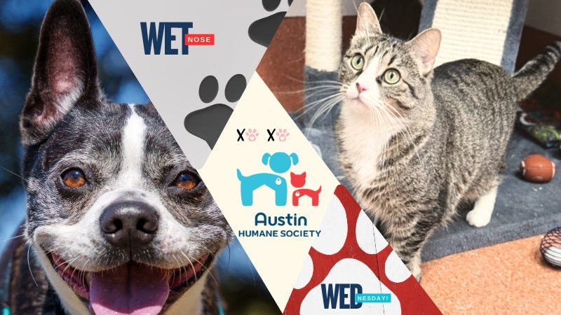 Austin Humane Society / Quinn & Kylo 3/05/25
