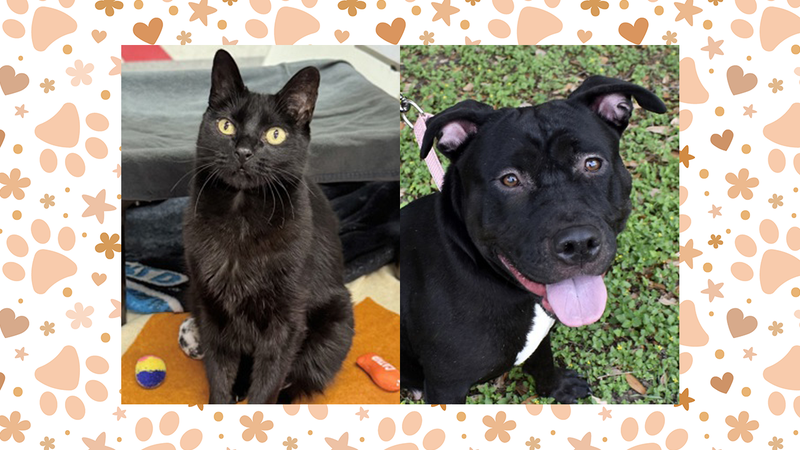 Austin Humane Society