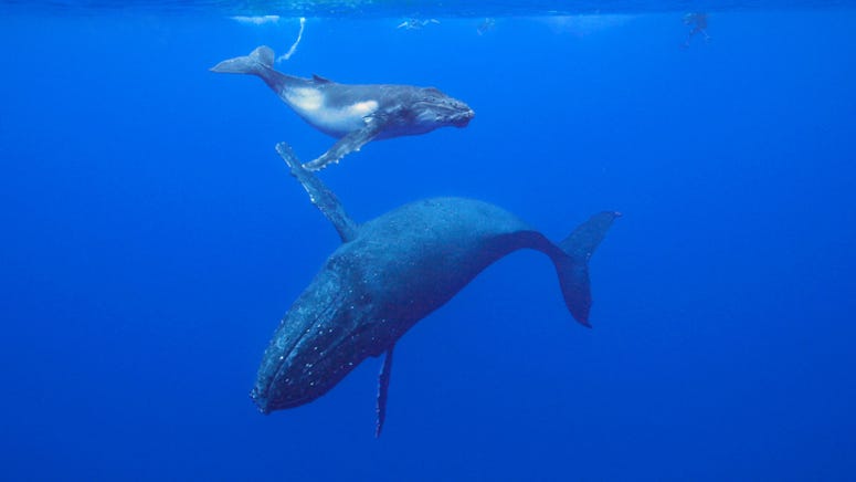 Scientists discover new species of whales off coast of Mexico