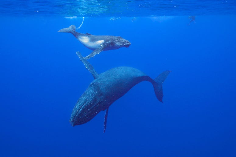 Whales