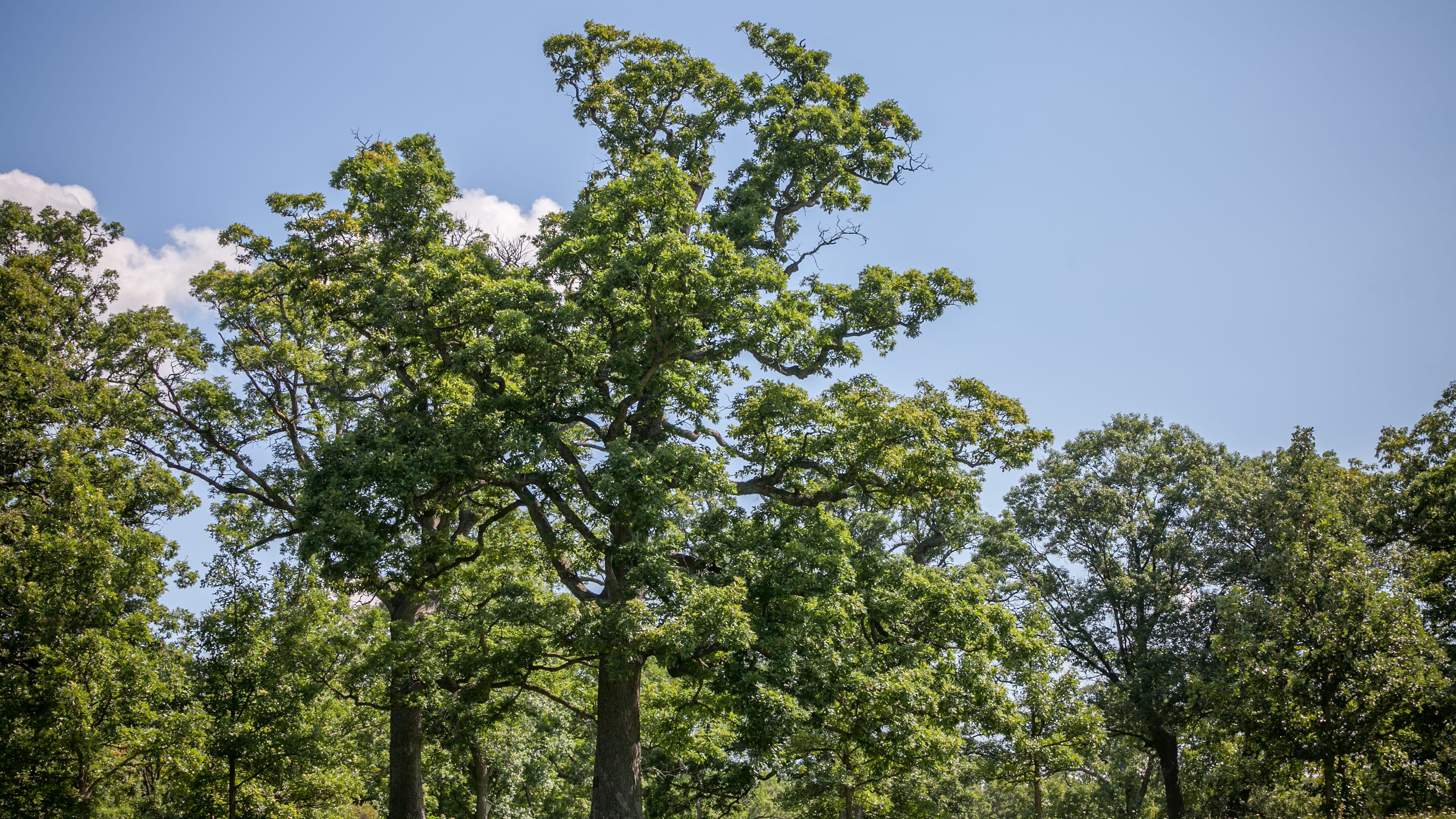 Morton Arboretum leading study on drought-resistant trees in Chicago area