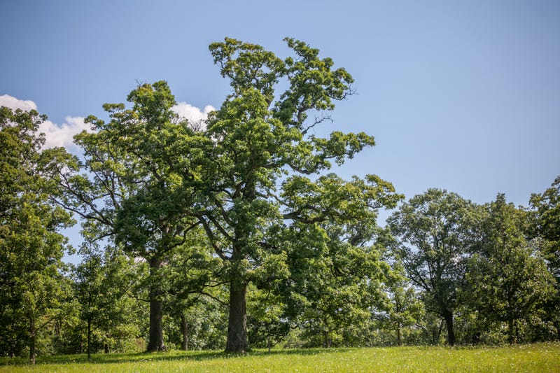 tree