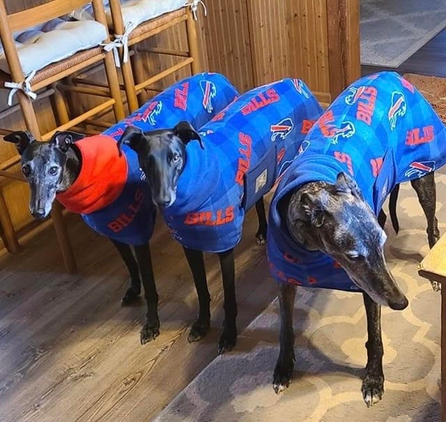 3 senior dogs via White Whiskers Senior Adoptables on Facebook