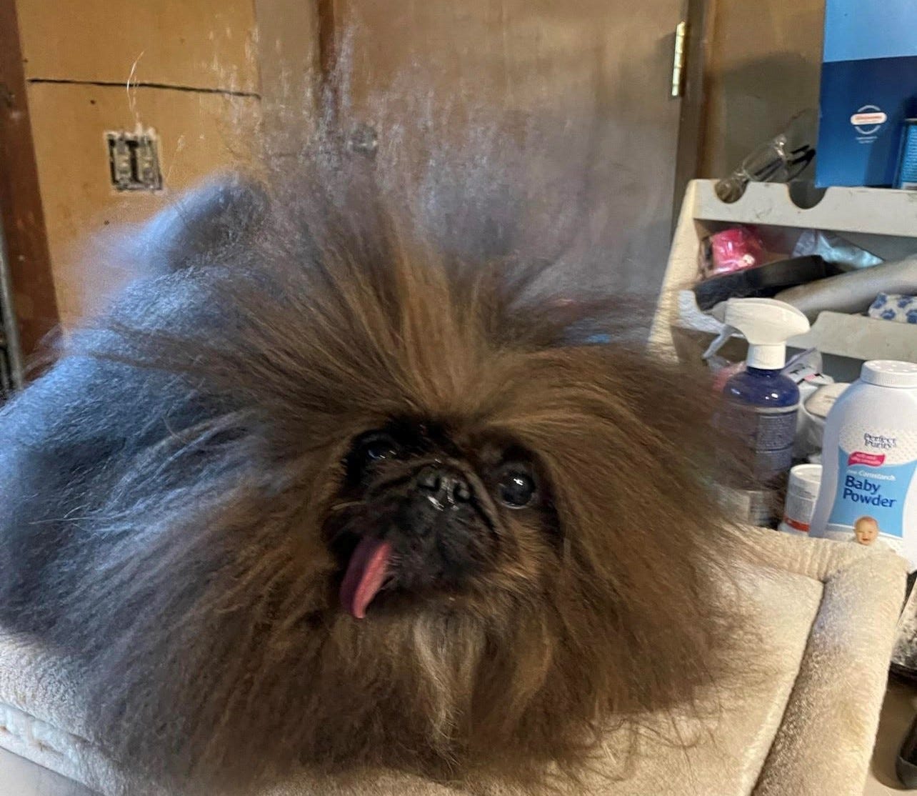 New pooch named 'World's Ugliest Dog': Meet Scooter