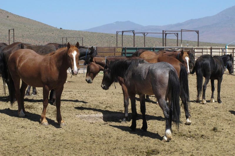 Wild horses that were captured from U.S. rangeland stand in a holding pen, at the U.S. Bureau of Land Management's Wild Horse and Burro Center in Palomino Valley, about 20 miles north of Reno, Nev., on May 25, 2017.