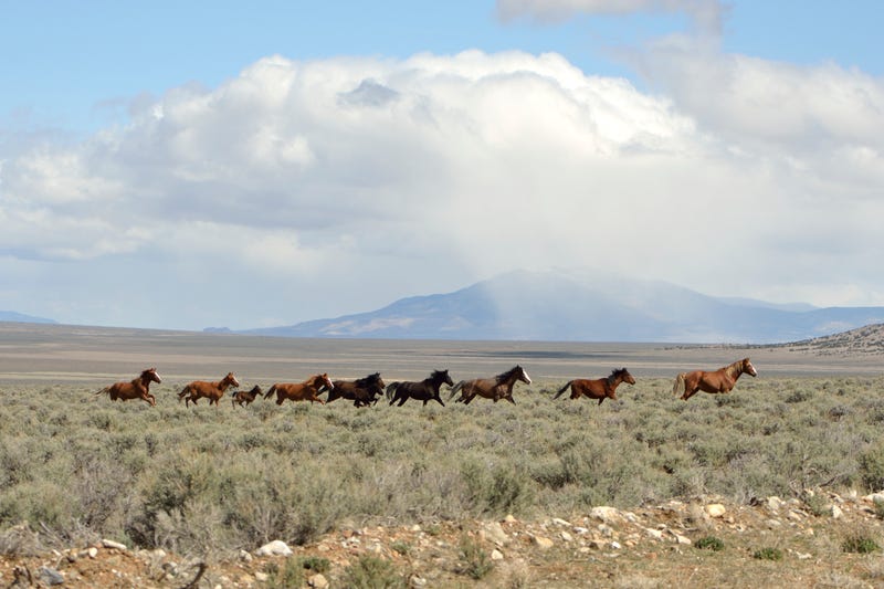Wild horses run through the Nevada range