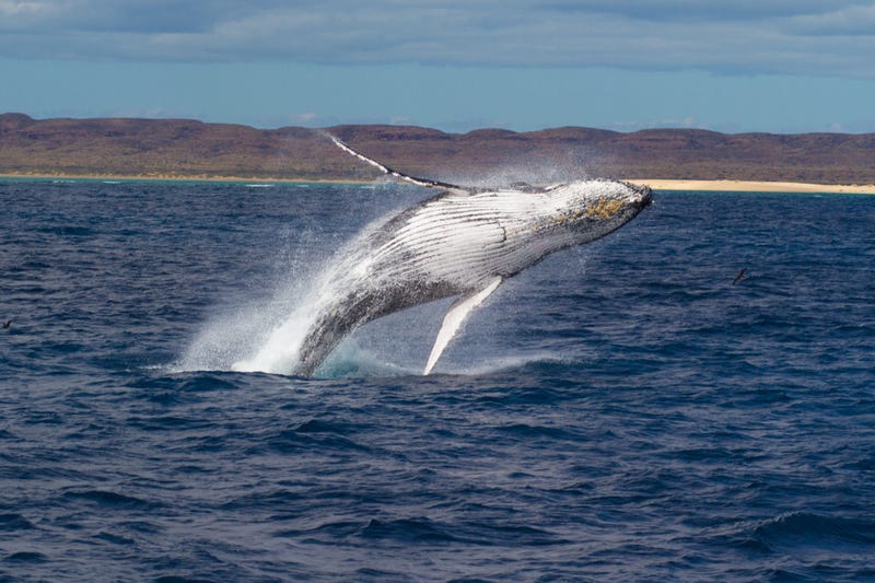 A whale jumps out of the water.