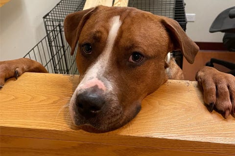 dog adoption