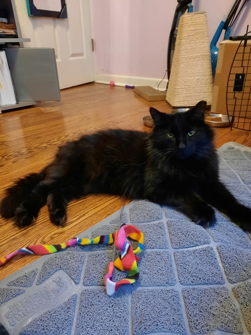 Willis is a 3-year-old Domestic Longhair cat. He weighs 9.28 pounds.